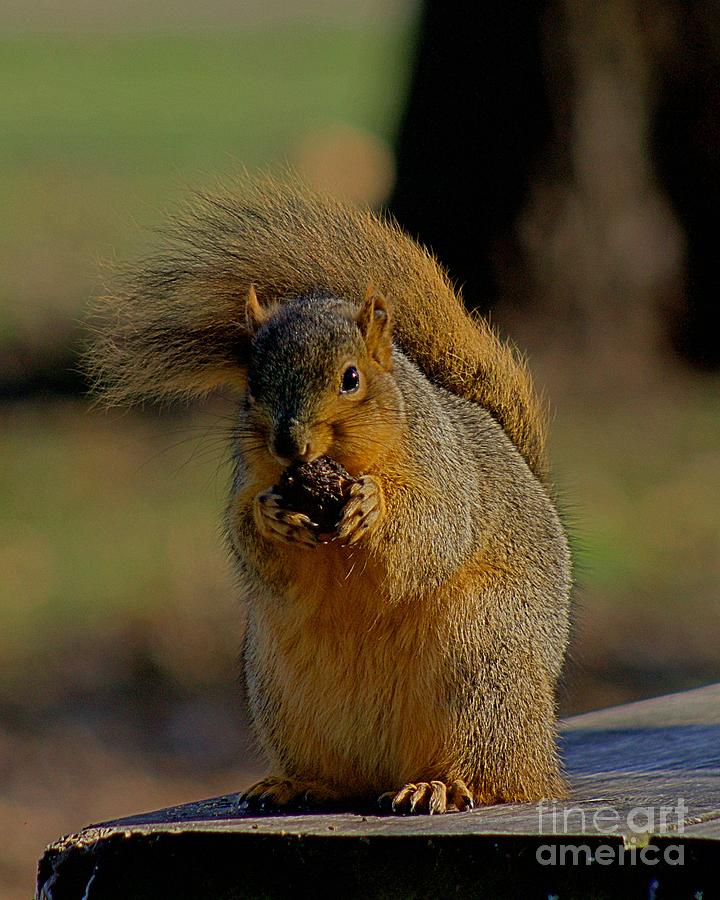 Squirrel on a windy day Photograph by Yvonne M Smith