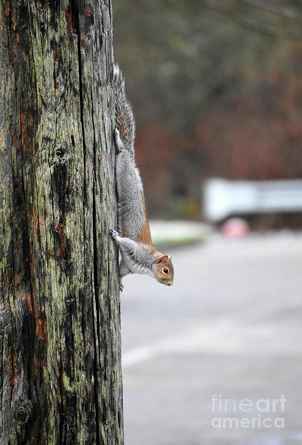 Squirrel Sounds Alarm Photograph by Rose De Dan | Fine Art America