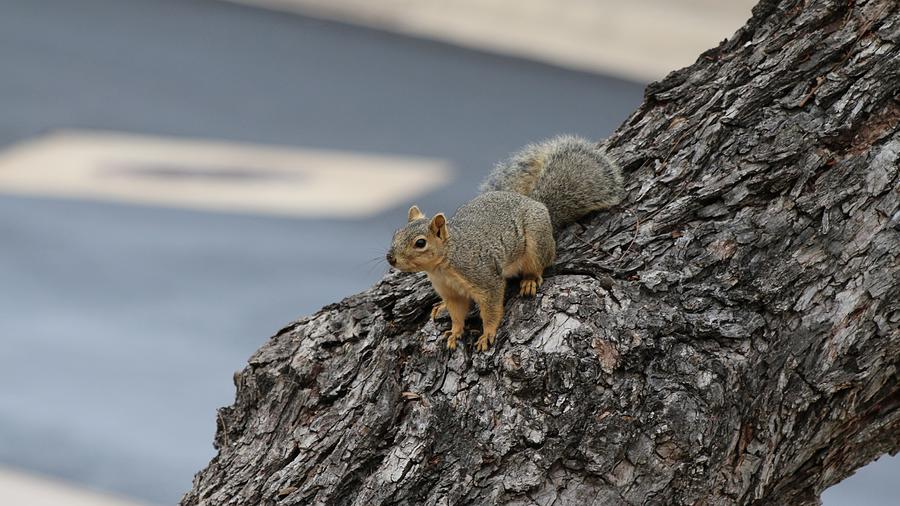 Squirrel on Pecan Tree Photograph by Barbara Charles Fine Art America