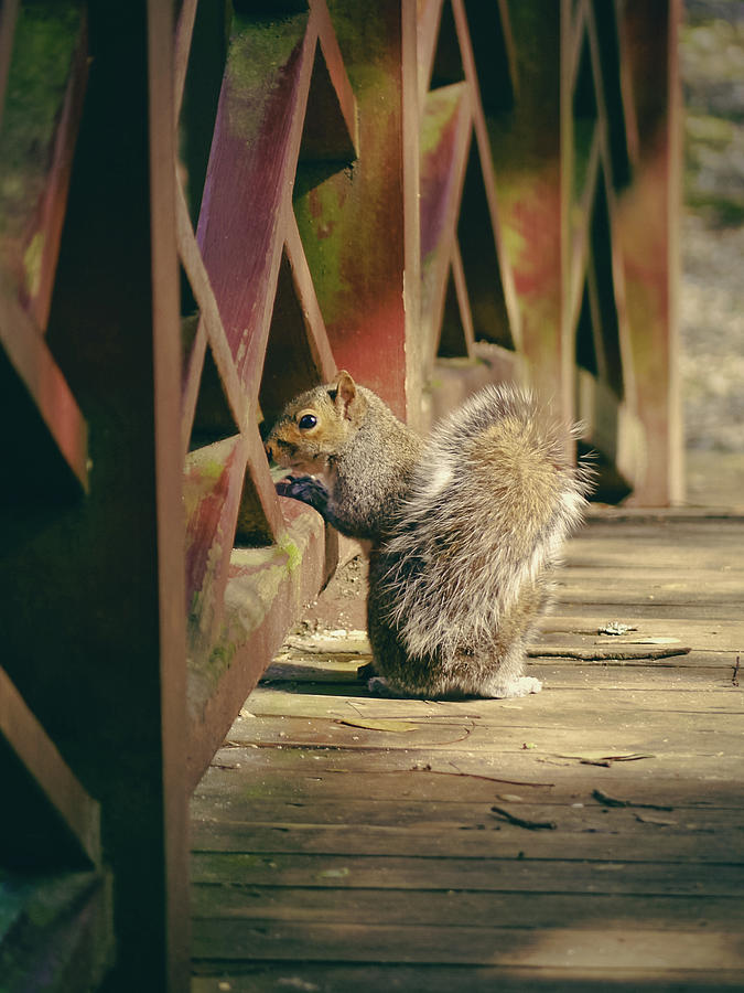 Squirrel on the Bridge Photograph by Rachel Morrison