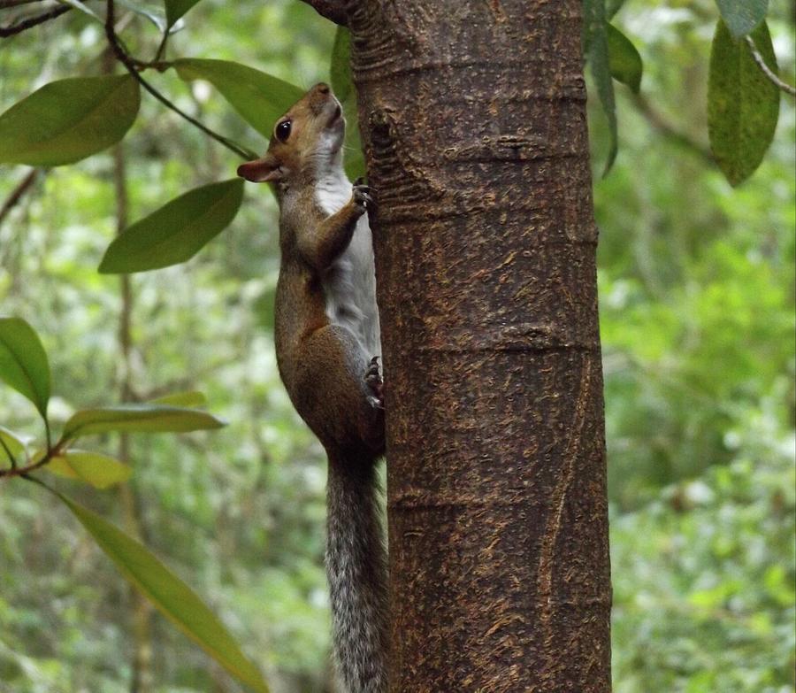Squirrel On Tree Photograph