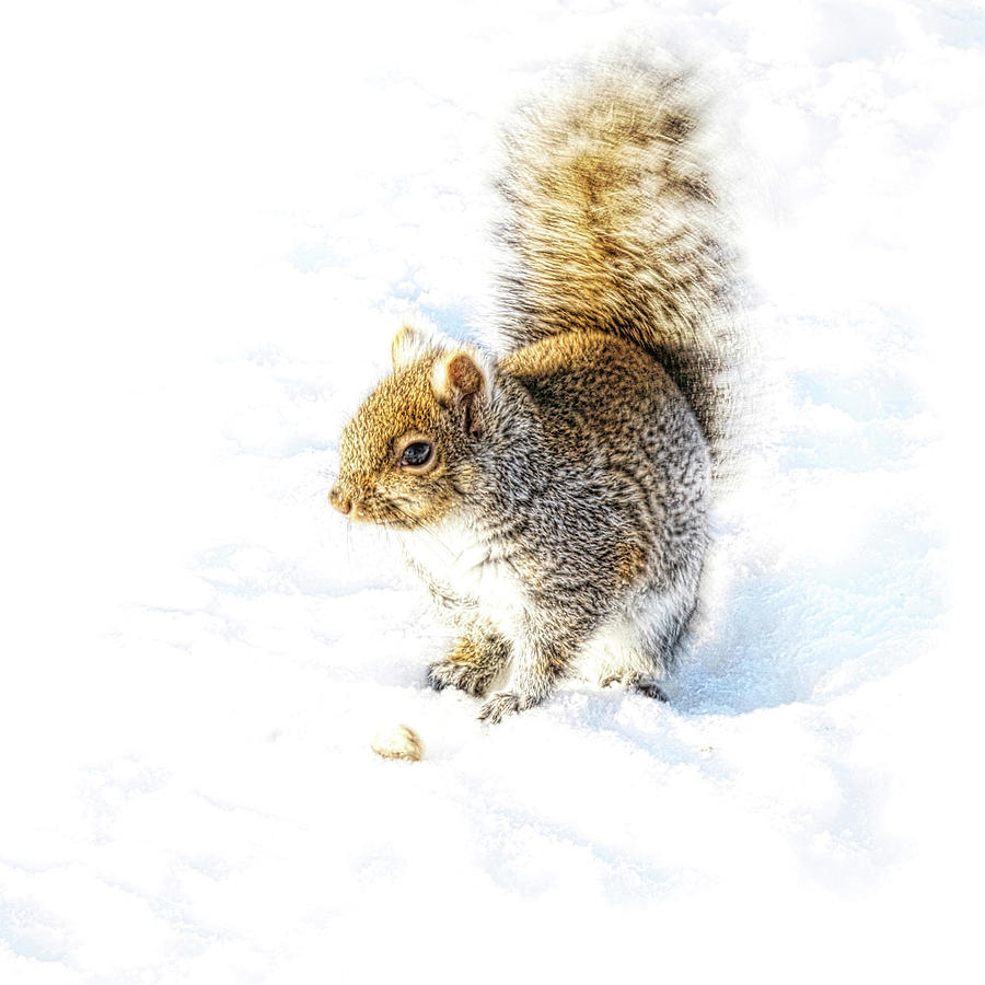 Squirrel on white snow Photograph by Tatiana Travelways