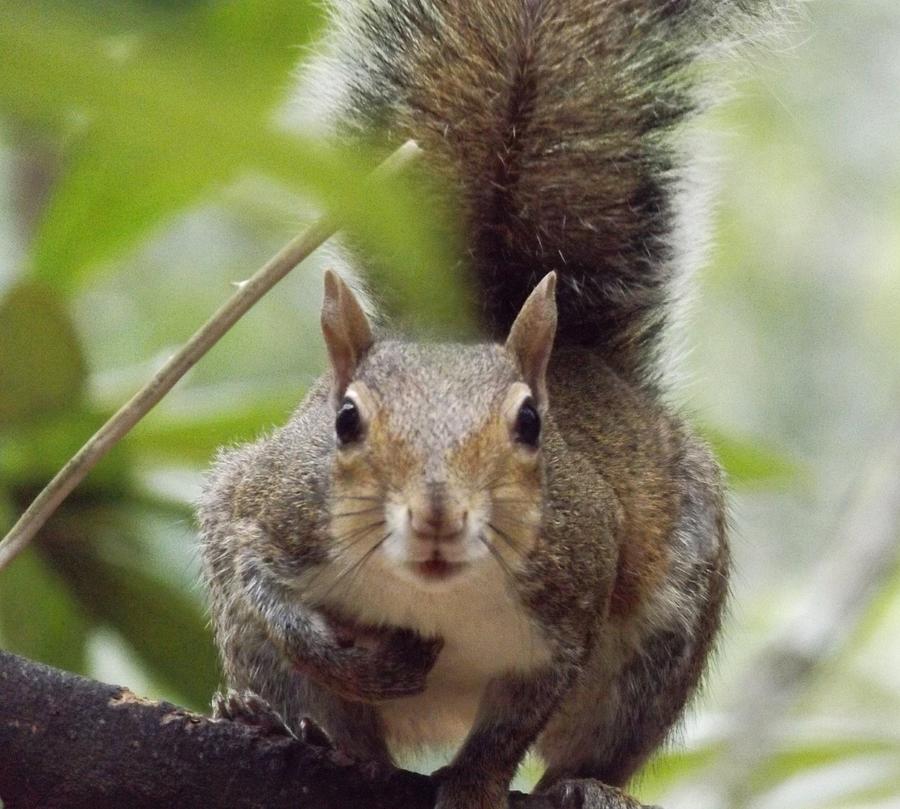 Squirrel Patch Face Photograph