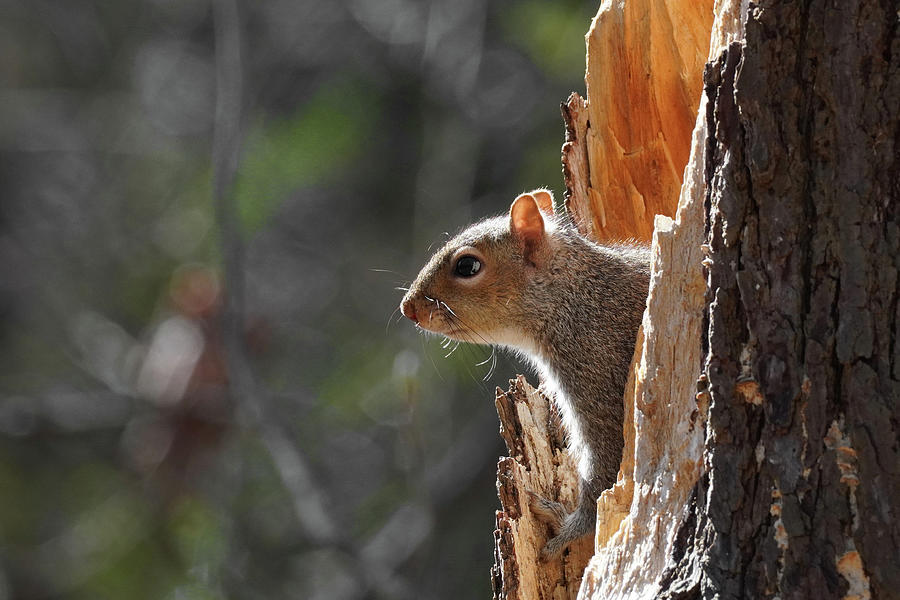 Wildlife Photograph - Squirrel Peeking Out by Paul Hamilton