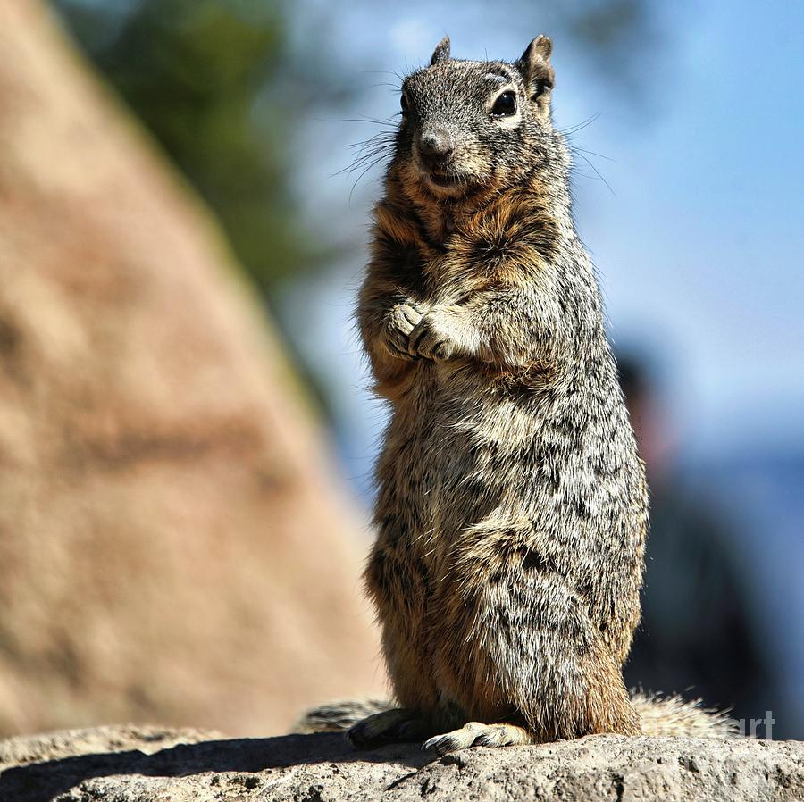 Squirrel portrait Photograph by Andrea Anderegg