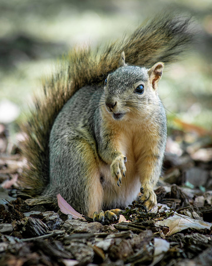 Squirrel Portrait Photograph by Arnon Z Shorr - Fine Art America