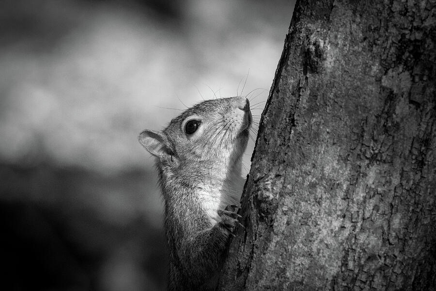 Squirrel Portrait - Black and White Photograph by Chad Meyer