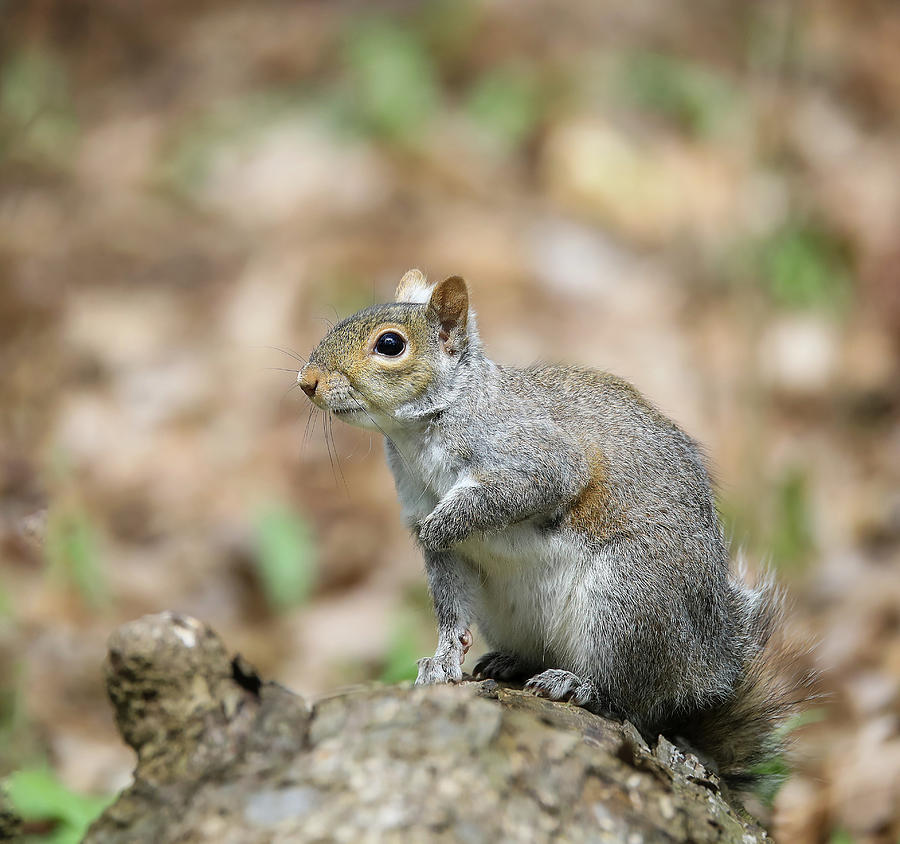 Squirrel Portrait Photograph by Dan Sproul