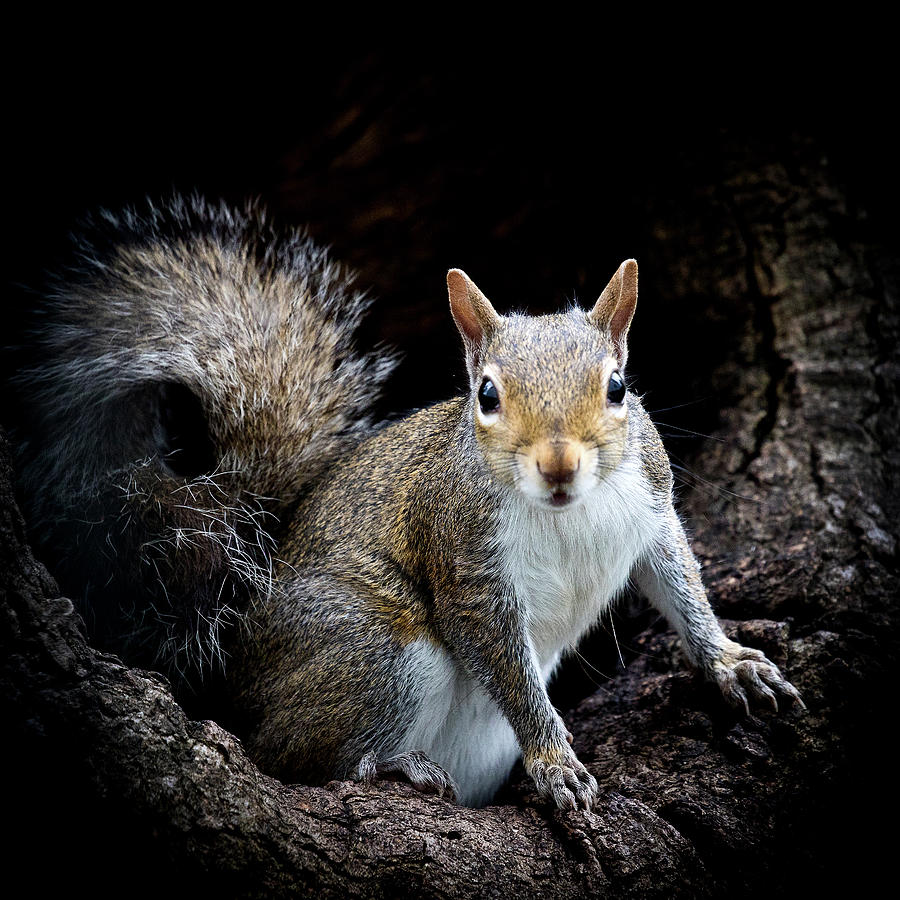 Squirrel Portrait Photograph