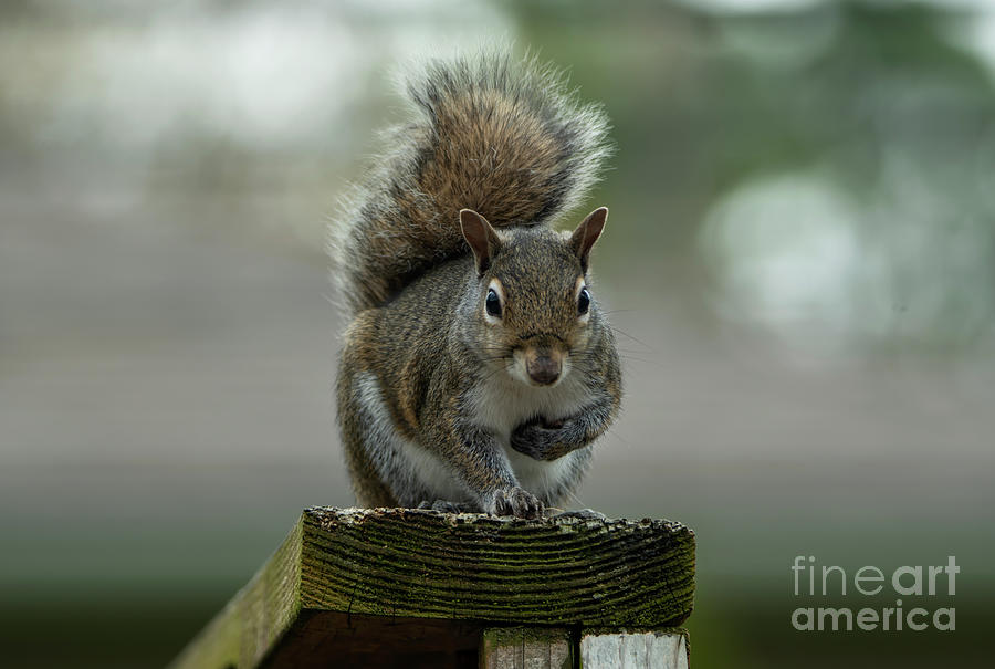 Squirrel Portrait Photograph by Sandra Js