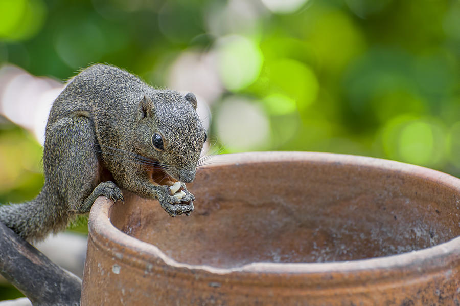 Squirrel Portrait Photograph by Xp3rt5