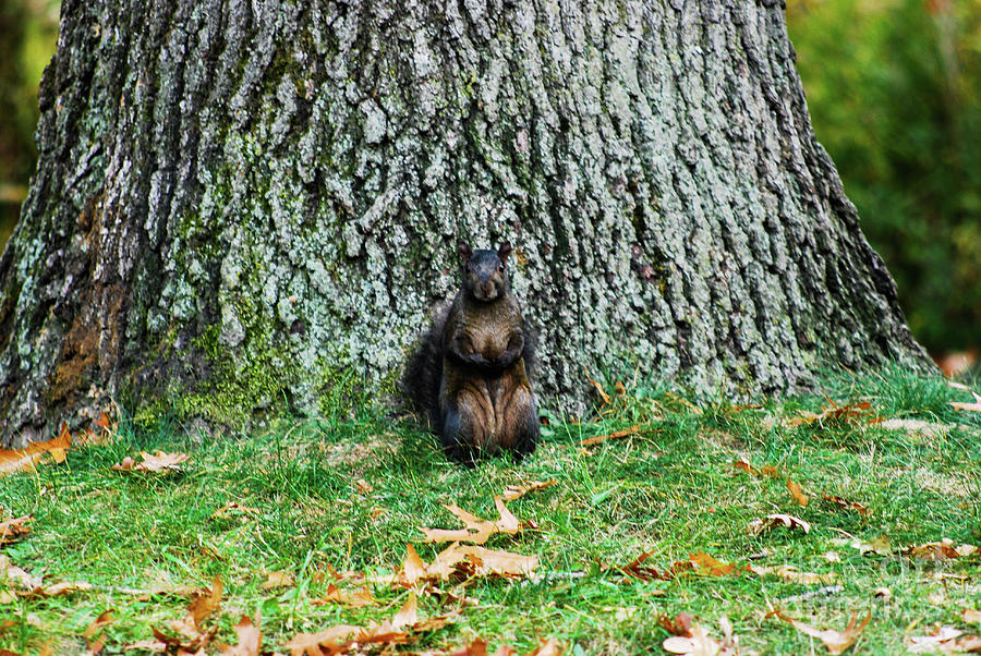 Squirrel Pose Photograph by Ee Photography