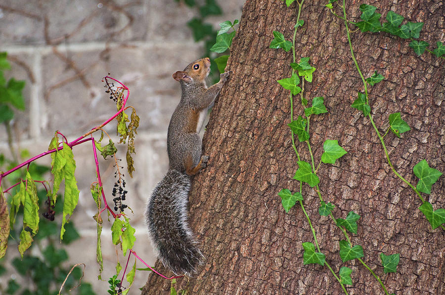 Squirrel Pose Photograph by Rob Hemphill