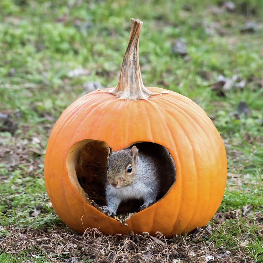 Squirrel Ready For Pumpkin Season Photograph by Terry DeLuco