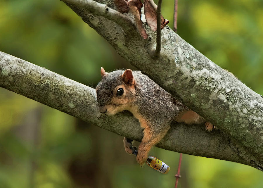 Squirrel Resting with Beer Mixed Media by Ron Grafe