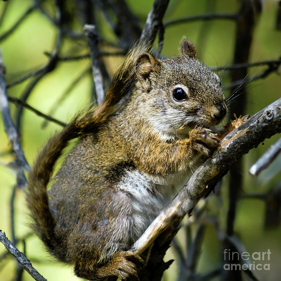 Inspirational Photograph - Squirrel  by Robert Bales