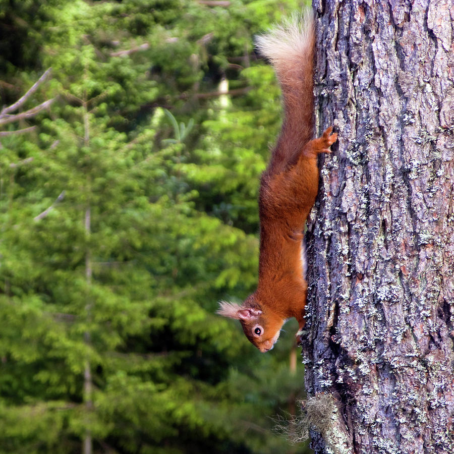 Squirrel Photograph by Robert Douglas