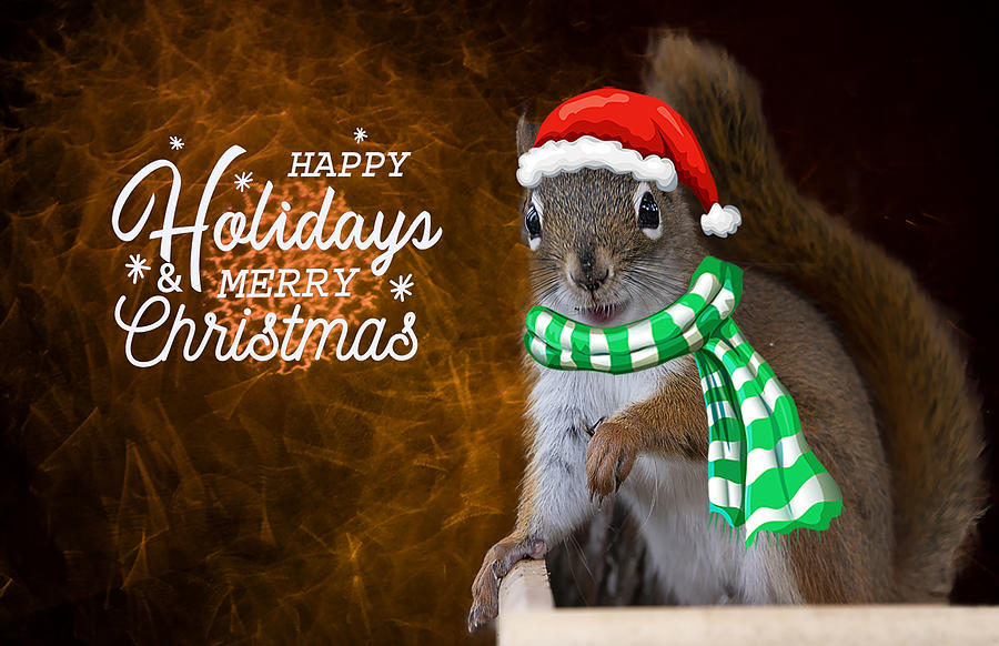 Christmas Photograph - Squirrel Santa by Lieve Snellings