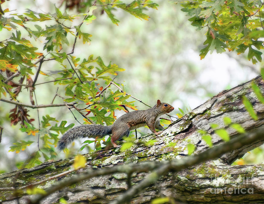 Squirrel Scampers In The Autumn Forest Photograph