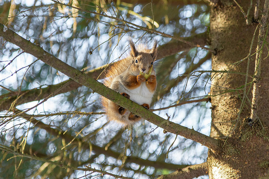 Squirrel. Photograph by Sergei Fomichev