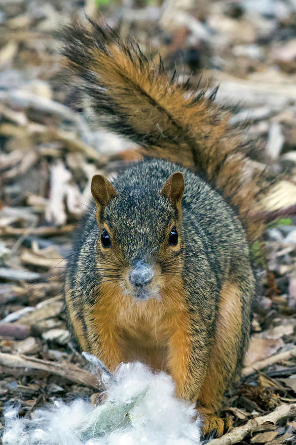 Squirrel  Photograph by Shirley Dutchkowski