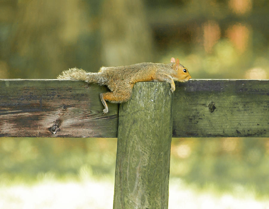 Squirrel Siesta Photograph by Donna Twiford