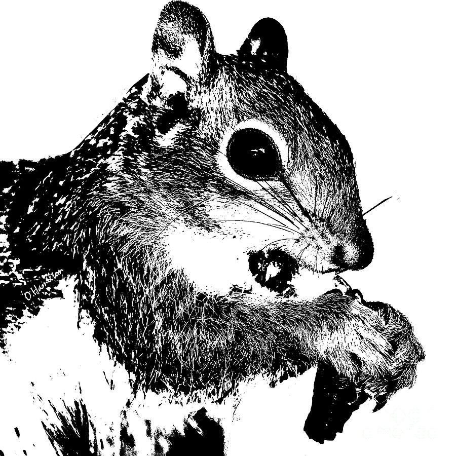 Squirrel Silhouette       Digital Art by Olga Hamilton