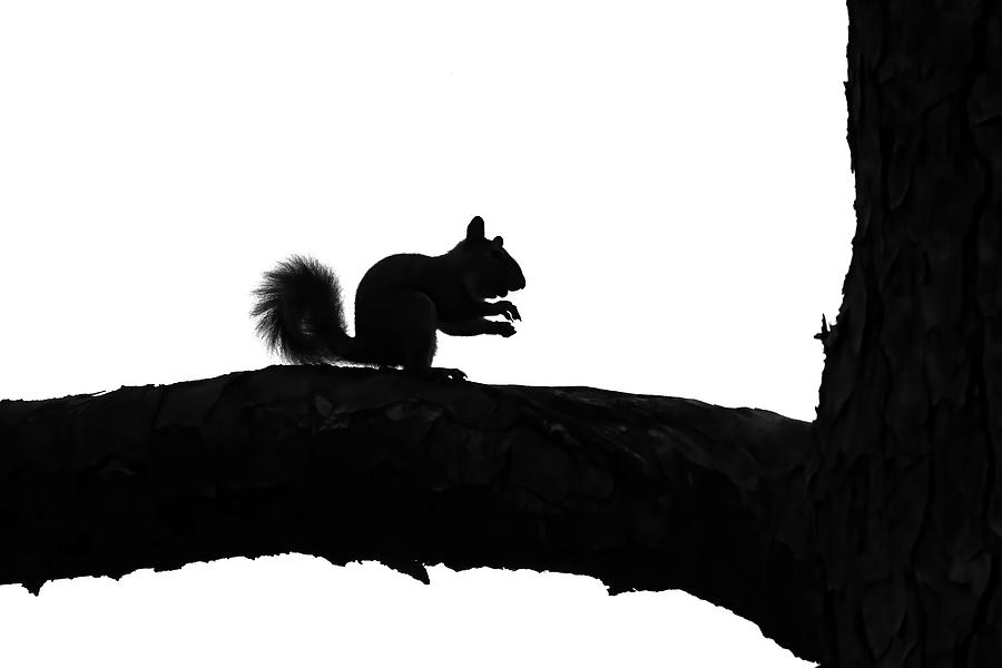 Squirrel Silhouette Photograph by Jennifer Robin