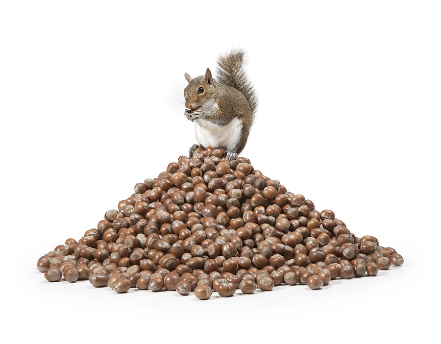 Squirrel sitting on pile of nuts Photograph by Digital Zoo