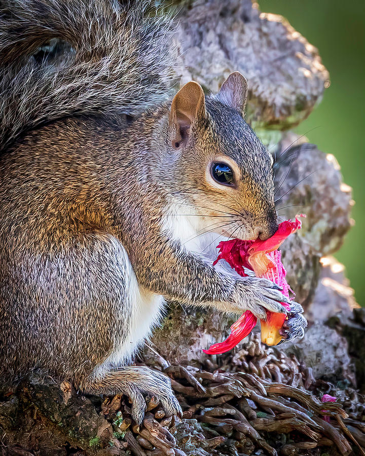 Squirrel smelling flower Photograph by Joe Myeress