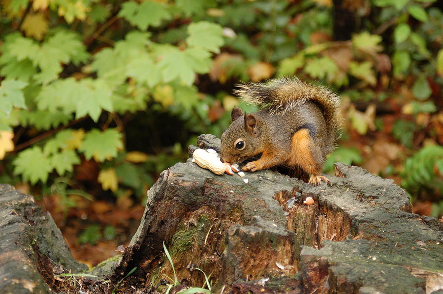 Squirrel Snacking on Peanut 3 Photograph by James Cousineau