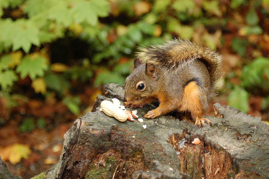 Squirrel Snacking on Peanut Photograph by James Cousineau