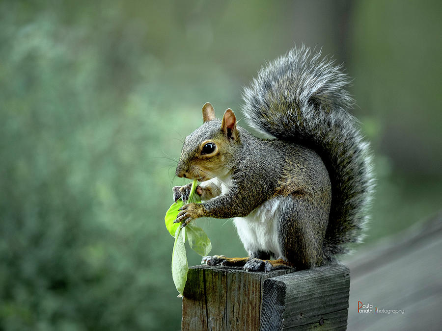 Squirrel Snacking Photograph by Paula Ponath