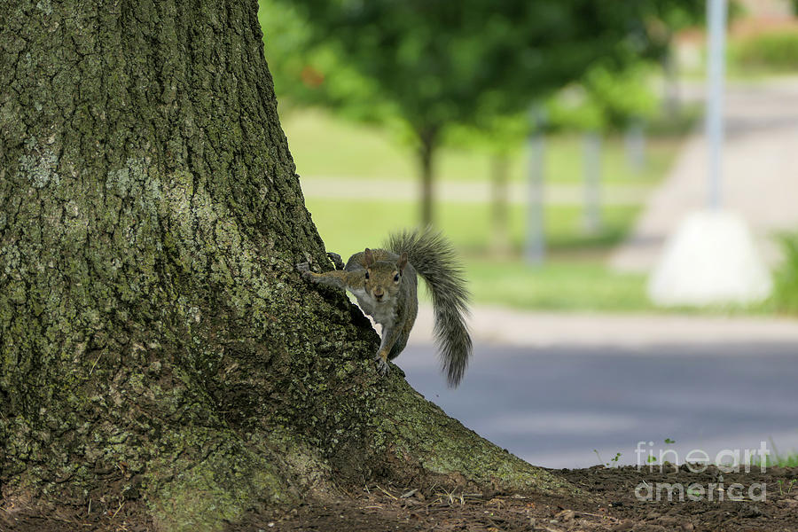 Squirrel stares Photograph by Bentley Davis