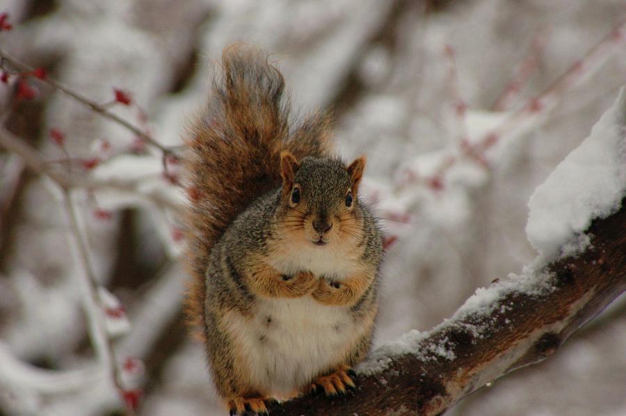 Squirrel Stole Birdseed Photograph by Granny B Photography