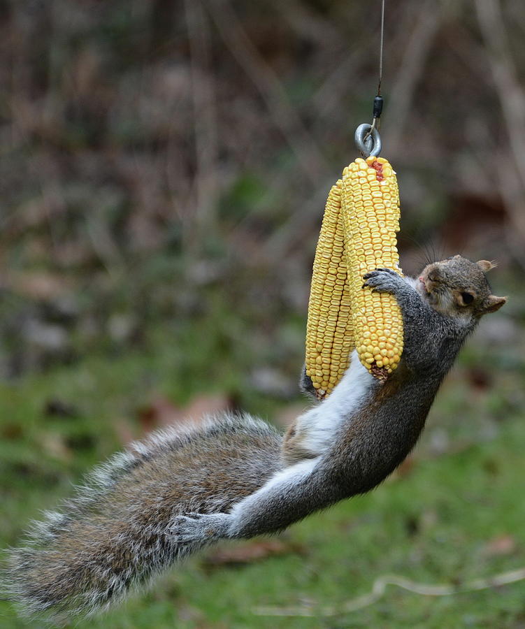 Squirrel swinging on Corn Cobs Photograph by Joe Lee - Pixels