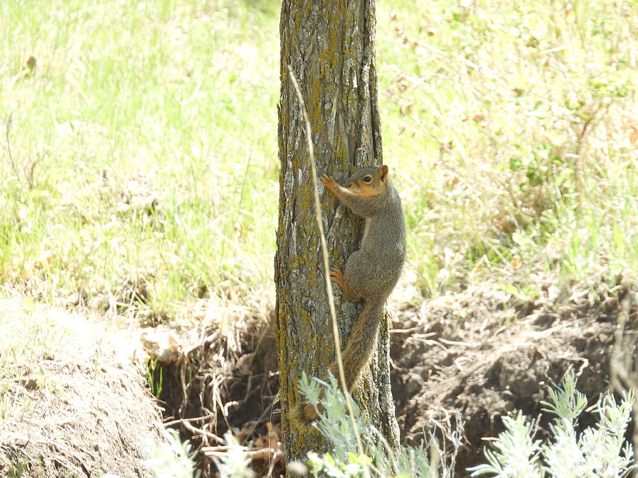 Squirrel Up A Tree Photograph by Amanda R Wright