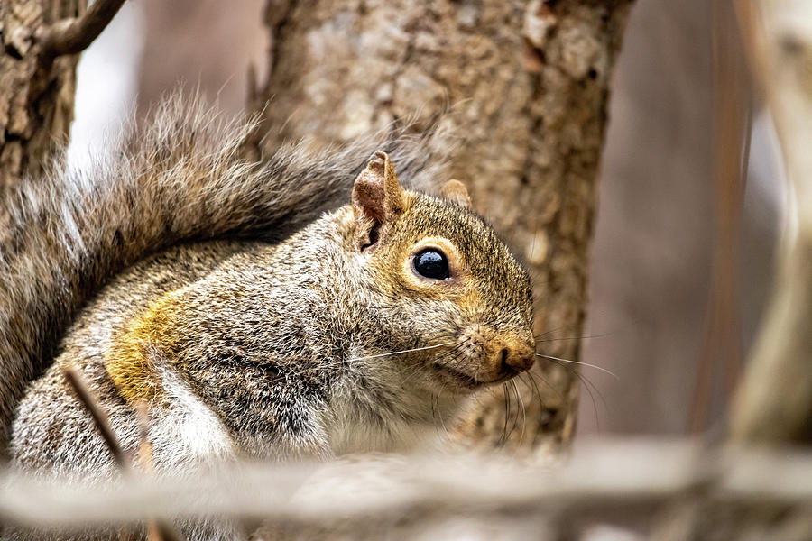 Squirrel Up Close Photograph by Rick Nelson