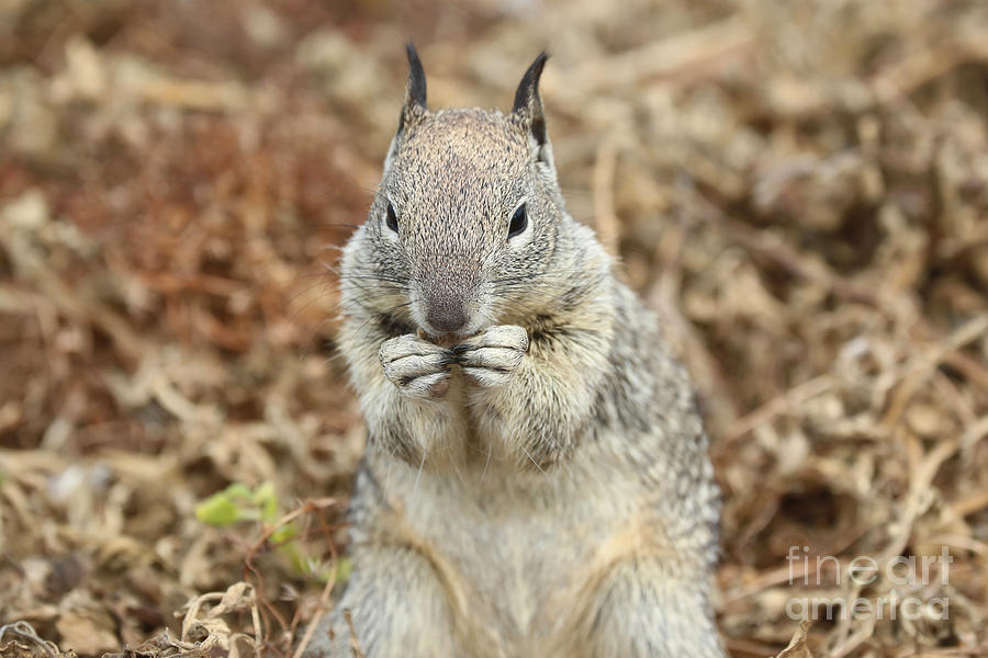 Squirrel Photograph by Vivian Krug Cotton