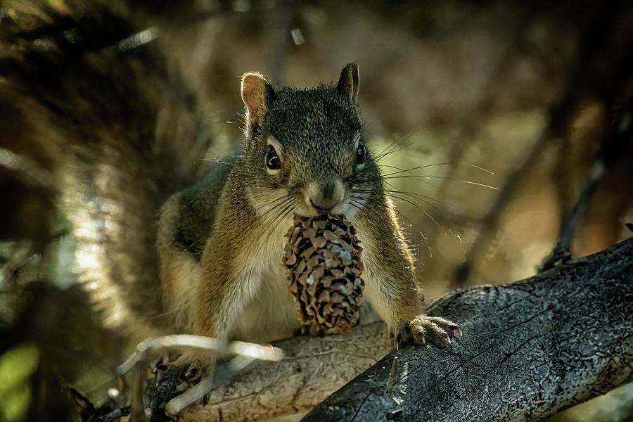 Squirrel with a Find Photograph by Belinda Greb