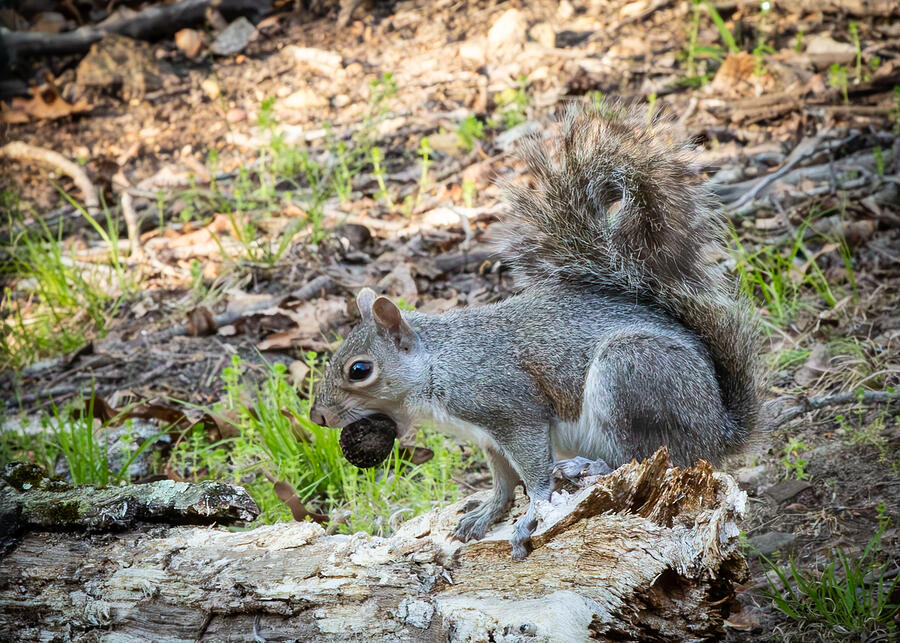 Squirrel with a Nut Photograph by Lora J Wilson Squirrel with a Nut Photograph by Lora J Wilson