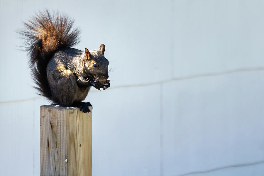 Squirrel with a nut Photograph by SAURAVphoto Online Store