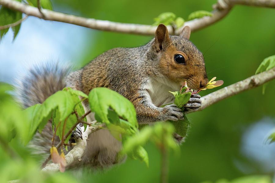 Squirrel with a Seedpod  Photograph by Rachel Morrison
