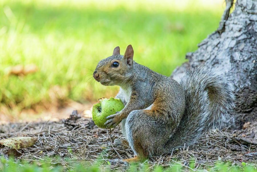 Squirrel with a Summer Apple Photograph by Rachel Morrison