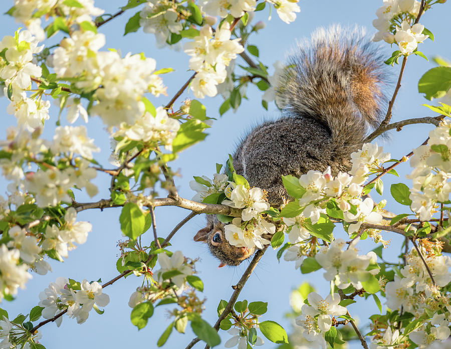 Squirrel with Apple Blossoms in March Photograph by Rachel Morrison