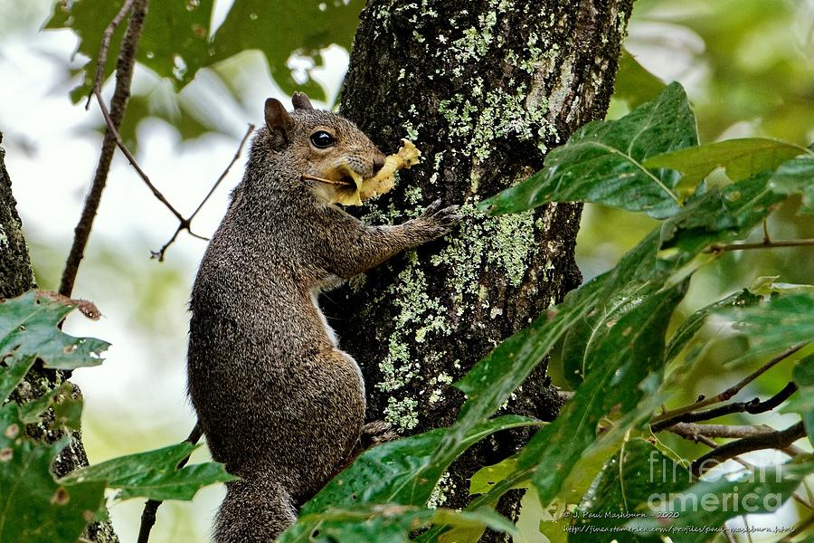 Squirrel With Apple Photograph