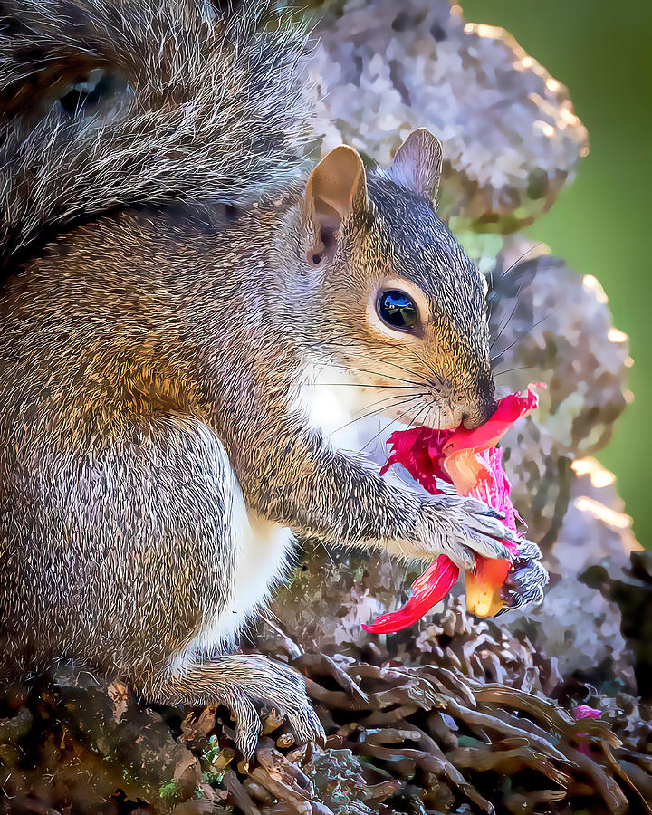 Squirrel with paint effect Photograph by Joe Myeress