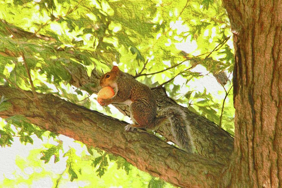 Squirrel With Peach  Photograph by Ola Allen