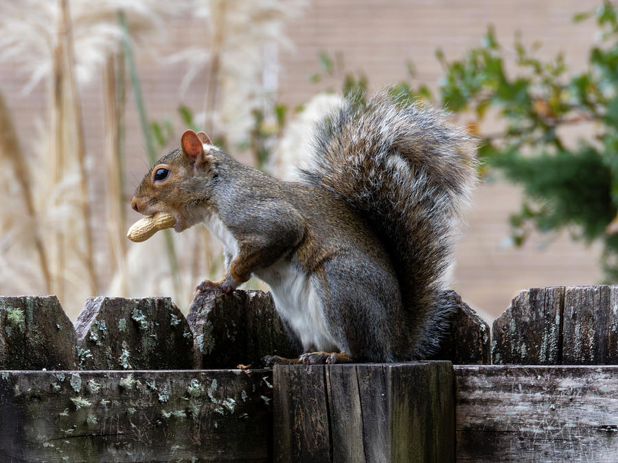 Squirrel With Peanut Photograph by J M Farris Photography
