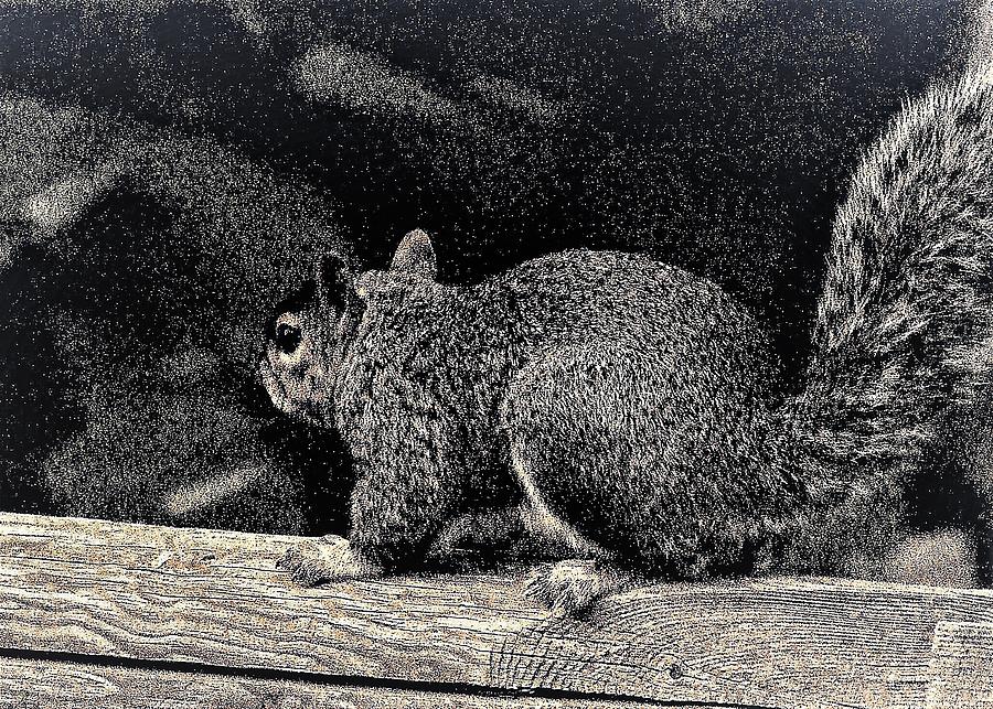 Squirrel2 Photograph by John Linnemeyer